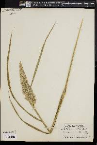 Calamagrostis cinnoides image