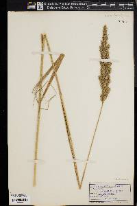 Calamagrostis cinnoides image