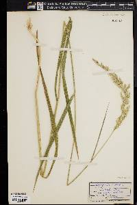 Calamagrostis cinnoides image