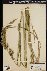 Calamagrostis cinnoides image