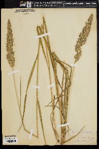 Calamagrostis cinnoides image