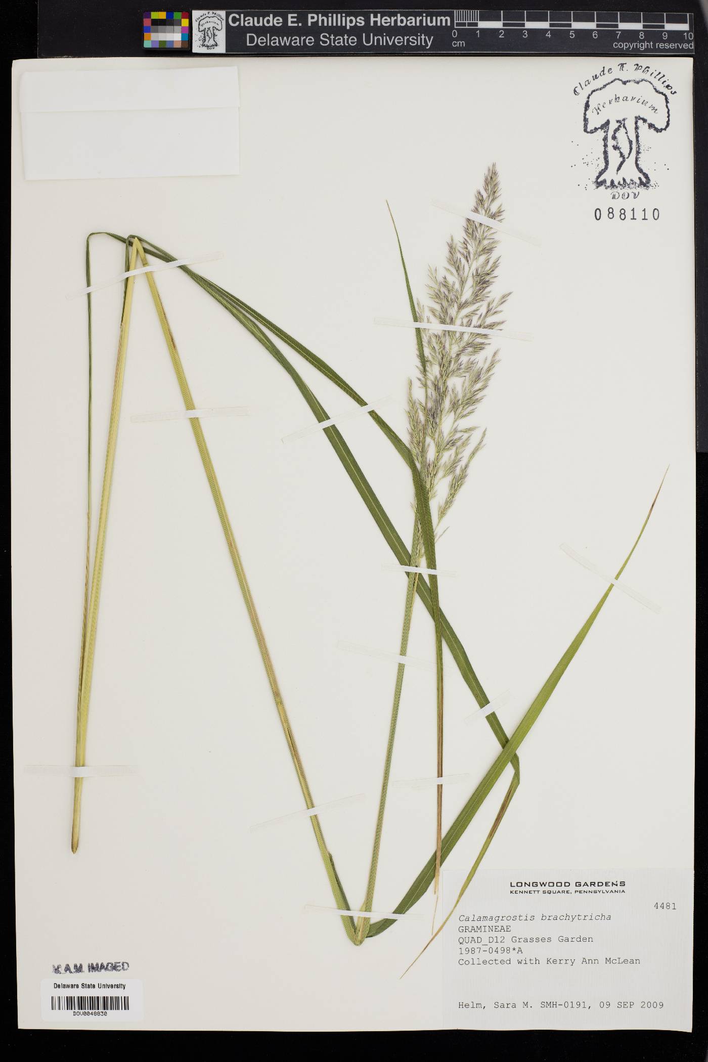 Calamagrostis brachytricha image