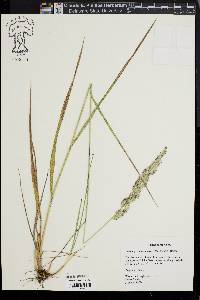 Calamagrostis cinnoides image