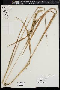 Calamagrostis cinnoides image