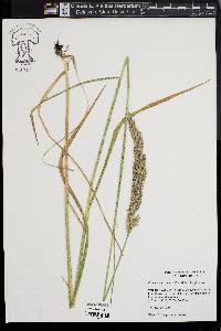 Calamagrostis cinnoides image