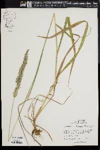 Calamagrostis cinnoides image