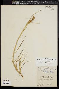 Cenchrus spinifex image