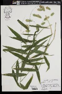 Chasmanthium latifolium image