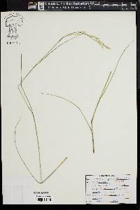 Danthonia compressa image