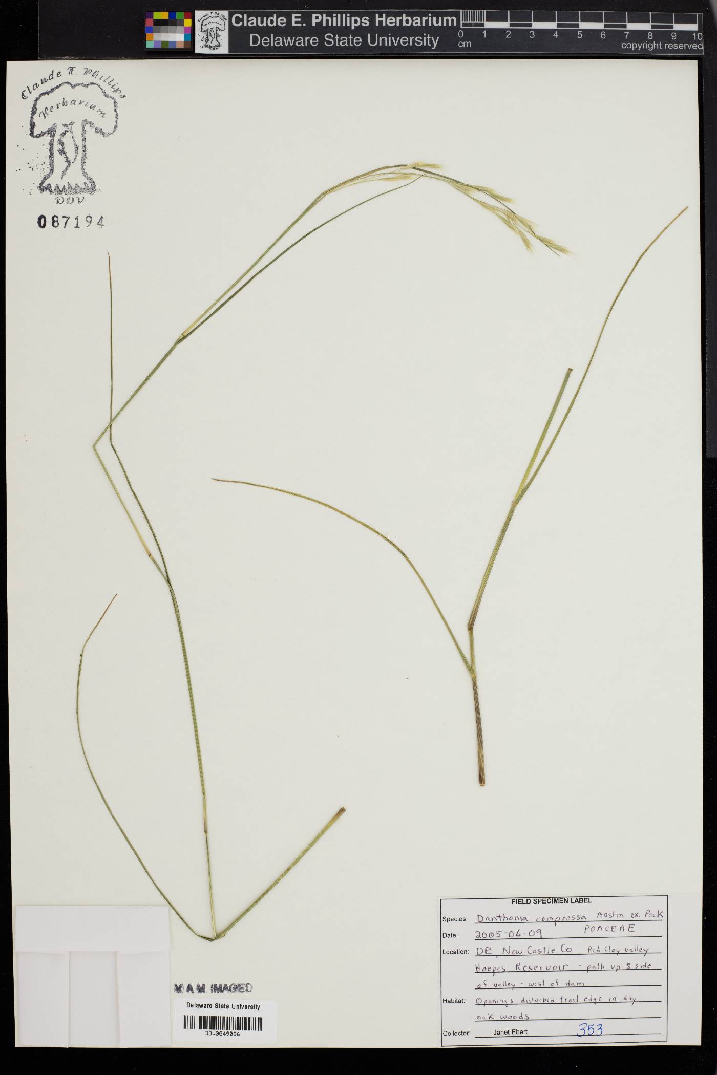 Danthonia compressa image