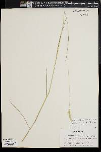 Danthonia epilis image