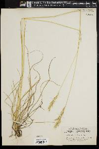 Danthonia sericea image