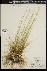 Deschampsia flexuosa image