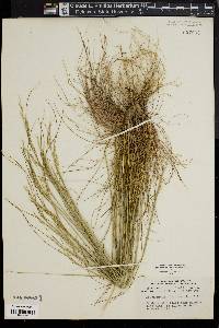 Deschampsia flexuosa image