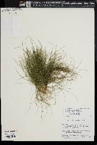 Deschampsia flexuosa image