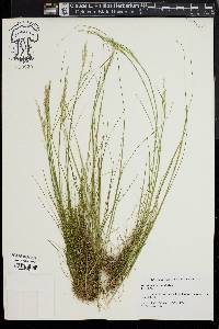 Deschampsia flexuosa image