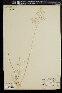 Deschampsia flexuosa image