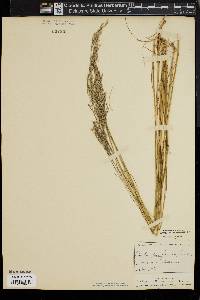 Deschampsia flexuosa image