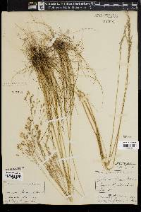 Deschampsia flexuosa image