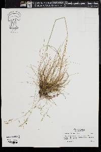 Deschampsia flexuosa image