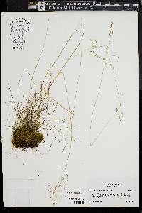 Deschampsia flexuosa image