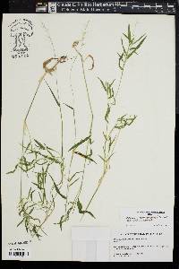 Image of Dichanthelium caerulescens