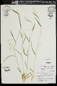 Dichanthelium acuminatum subsp. columbianum image