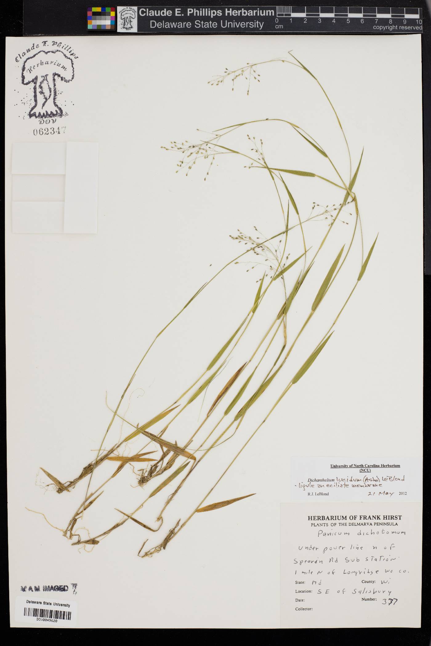 Dichanthelium lucidum image