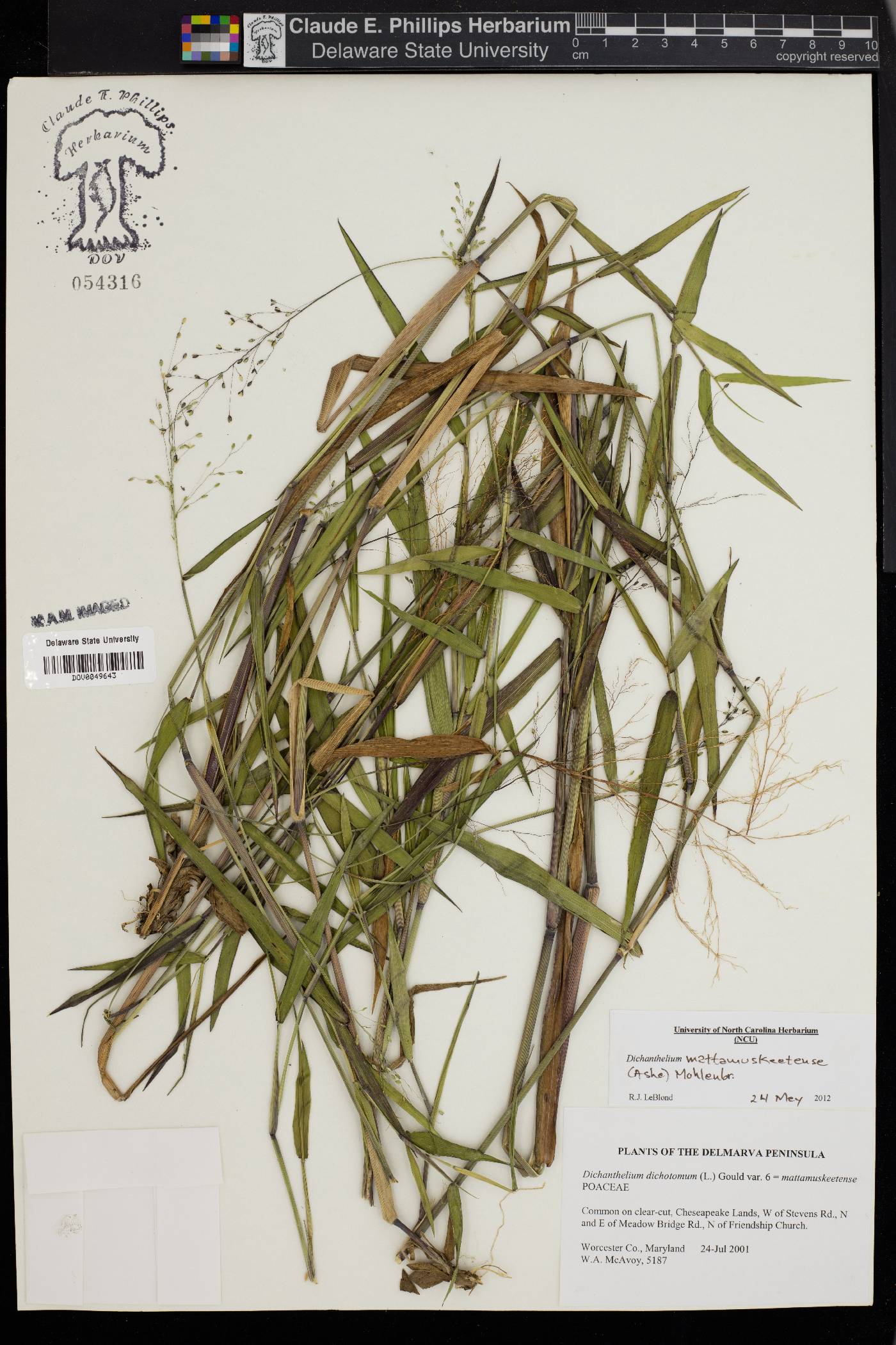 Dichanthelium dichotomum subsp. mattamuskeetense image