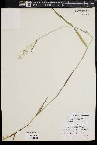 Dichanthelium dichotomum subsp. mattamuskeetense image