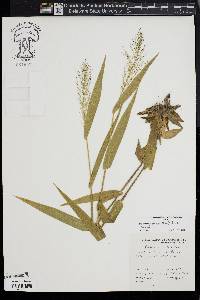 Dichanthelium polyanthes image