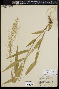 Dichanthelium polyanthes image