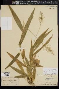 Dichanthelium polyanthes image