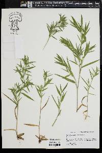 Dichanthelium scoparium image