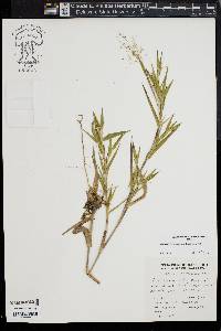 Dichanthelium scoparium image