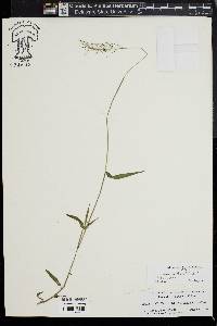 Dichanthelium acuminatum subsp. spretum image