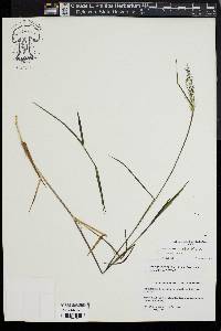 Dichanthelium acuminatum subsp. spretum image