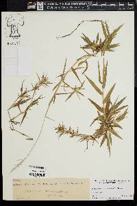 Dichanthelium acuminatum subsp. spretum image