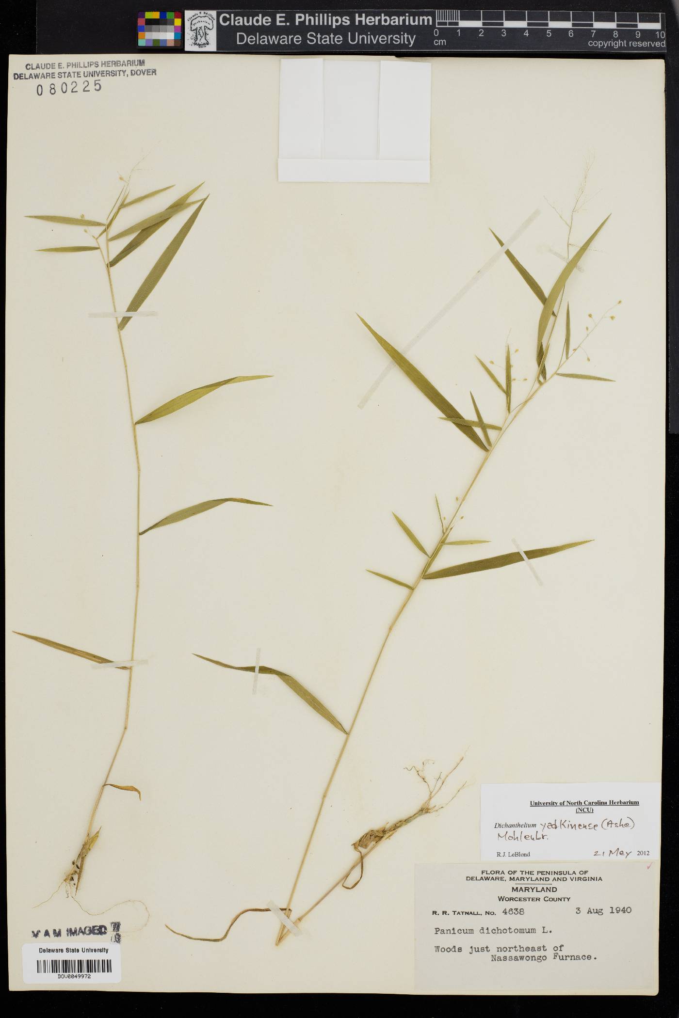 Dichanthelium yadkinense image