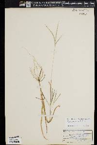 Digitaria filiformis image