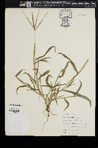 Digitaria ischaemum image