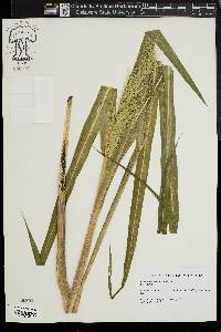 Echinochloa walteri image
