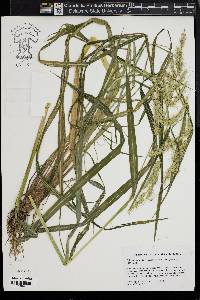 Echinochloa walteri image