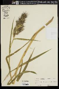 Echinochloa walteri image