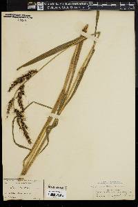 Echinochloa walteri image