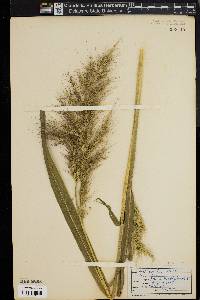 Echinochloa walteri image