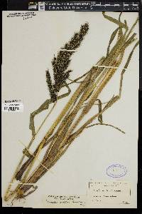 Echinochloa walteri image