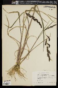 Echinochloa muricata var. muricata image