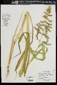 Echinochloa walteri image