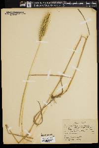 Elymus glabriflorus image